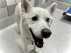 Adopt KHALEESI a White Siberian Husky / Mixed dog in Denver, CO (41449122)
