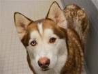 Adopt GOOSE a Red/Golden/Orange/Chestnut Siberian Husky / Mixed dog in Denver