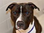 Adopt ZUKO a Gray/Blue/Silver/Salt & Pepper Pit Bull Terrier / Mixed dog in