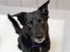 Adopt SHIKAMARU a Black German Shepherd Dog / Mixed dog in Denver, CO (41420032)