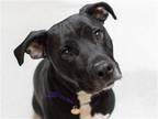 Adopt TILIAN a Black Boxer / Staffordshire Bull Terrier / Mixed dog in Denver