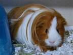 Adopt CHUNK a Guinea Pig (medium coat) small animal in Denver, CO (41431822)