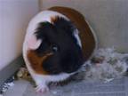 Adopt EMMA a Guinea Pig (medium coat) small animal in Denver, CO (41431818)