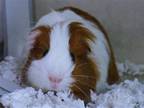 Adopt CHUNK JR a Guinea Pig (medium coat) small animal in Denver, CO (41431817)