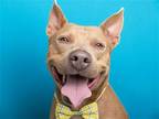 Adopt PRINCE a Brown/Chocolate Pit Bull Terrier / Mixed dog in Denver