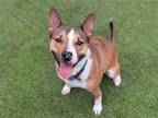 Adopt ACE a Tricolor (Tan/Brown & Black & White) Bull Terrier / Mixed dog in