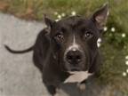 Adopt MAYOR a Black Pit Bull Terrier / Mixed dog in Denver, CO (41319505)