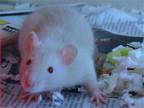 Adopt ALICE a Rat (medium coat) small animal in Denver, CO (41460862)