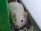 Adopt JACK a Rat (medium coat) small animal in Denver, CO (41460861)
