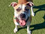 Adopt SALLIE MAE a Tan/Yellow/Fawn Pit Bull Terrier / Mixed dog in Denver