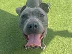 Adopt BRUNO a Gray/Blue/Silver/Salt & Pepper Pit Bull Terrier / Mixed dog in