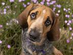 Adopt ROCCO a Gray/Blue/Silver/Salt & Pepper Bluetick Coonhound / Mixed dog in