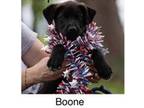 Adopt Boone a Black Labrador Retriever / Mixed dog in Newport, KY (41467983)