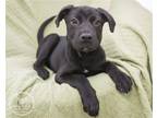 Adopt Prince a Black Labrador Retriever / Mixed dog in Newport, KY (41467982)