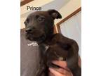 Adopt Prince a Black Labrador Retriever / Mixed dog in Newport, KY (41467982)