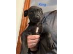 Adopt King a Black Labrador Retriever / Mixed dog in Newport, KY (41467981)