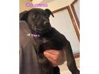 Adopt Countess a Black Labrador Retriever / Mixed dog in Newport, KY (41467980)