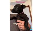 Adopt Baroness a Black Labrador Retriever / American Pit Bull Terrier / Mixed