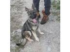 Adopt Iris a Black German Shepherd Dog / Mixed dog in Newport, KY (41467975)