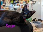 Adopt Sage a All Black Domestic Shorthair / Mixed cat in Newport, KY (41467992)