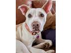 Adopt Lilah a White Labrador Retriever / Mixed dog in Denver, CO (41469078)