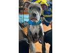 Adopt Keystone a American Pit Bull Terrier / Mixed Breed (Medium) / Mixed dog in