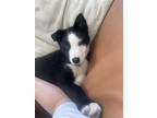Adopt Bandit a Black - with White Australian Cattle Dog / Border Collie / Mixed