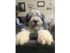 Adopt Storm a Merle Sheepadoodle / Mixed dog in Saint Charles, MO (41469069)