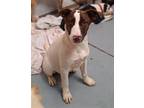 Adopt LOLA BUNNY a White - with Brown or Chocolate Pointer / Mixed dog in Chico