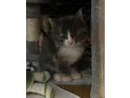 Adopt OCTOPUS a Calico or Dilute Calico Domestic Longhair / Mixed cat in Chico
