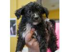 Adopt Pammy a Black Mutt dog in New York, NY (41467023)