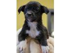 Adopt TJ a Black Mutt dog in New York, NY (41464915)