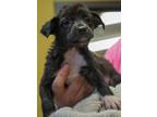 Adopt Jordan Baker a Black Mutt dog in New York, NY (41467022)