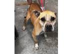 Adopt Kara a Tan/Yellow/Fawn Mutt dog in New York, NY (41417644)