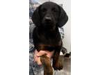 Adopt Jayden a Black Labrador Retriever dog in New York, NY (41467019)