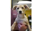 Adopt Nash a Tan/Yellow/Fawn Mutt dog in New York, NY (41464911)