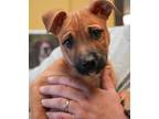 Adopt Diesel a Tan/Yellow/Fawn Mutt dog in New York, NY (41464910)
