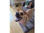Adopt Nacho a Mutt dog in New York, NY (41415475)