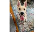 Adopt Latte a Pharaoh Hound dog in New York, NY (41036126)