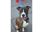 Adopt Rosie a Mutt dog in New York, NY (41415474)