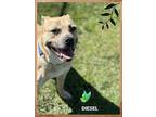 Adopt Diesel a Boxer / Bullmastiff / Mixed dog in Orangeville, ON (41310206)