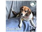 Adopt Cupcake a Tricolor (Tan/Brown & Black & White) Beagle / Mixed dog in