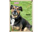 Adopt Rocko(fta) a Rottweiler / Shepherd (Unknown Type) / Mixed dog in