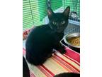 Adopt Velvet a All Black Domestic Shorthair (short coat) cat in Monmouth