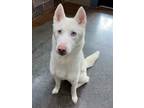 Adopt Lolli a Siberian Husky / Mixed dog in Versailles, KY (41293537)