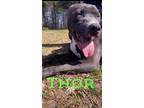 Adopt Thor a Gray/Blue/Silver/Salt & Pepper Pit Bull Terrier / Mixed dog in