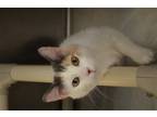 Adopt Blossom a Domestic Shorthair / Mixed (short coat) cat in Lancaster