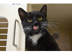 Adopt Patches a Black & White or Tuxedo Domestic Shorthair / Mixed (short coat)
