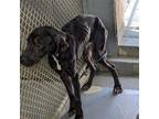 Adopt Damon a Black Great Dane / Mixed dog in Chantilly, VA (40704303)
