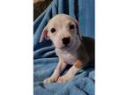 Adopt Basket Pup Boo a White - with Brown or Chocolate Labrador Retriever /